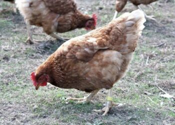 Comment avoir des poules gratuitement ?