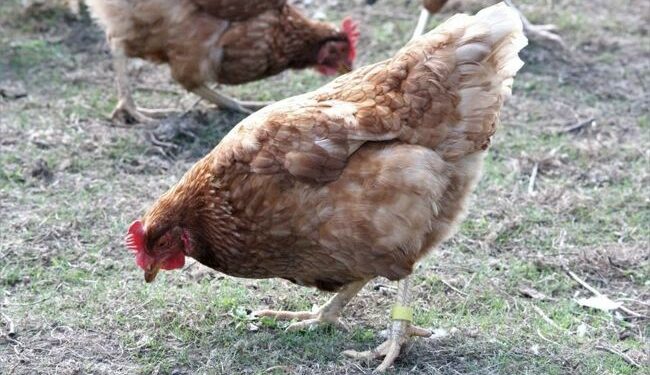 Comment avoir des poules gratuitement ?