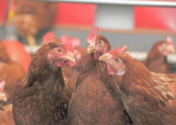 Comment avoir des poules gratuites ?
