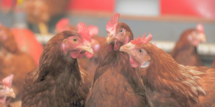 Comment avoir des poules gratuites ?