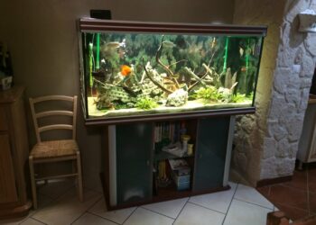 Comment avoir un aquarium pas cher ?