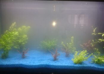 Comment avoir un aquarium pas cher ?