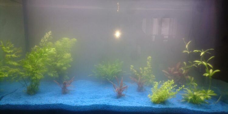 Comment avoir un aquarium pas cher ?