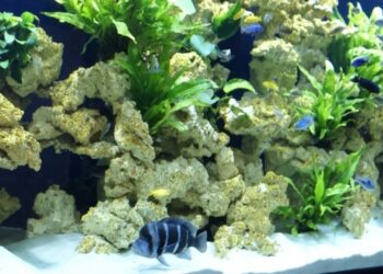 Comment avoir un aquarium sain ?