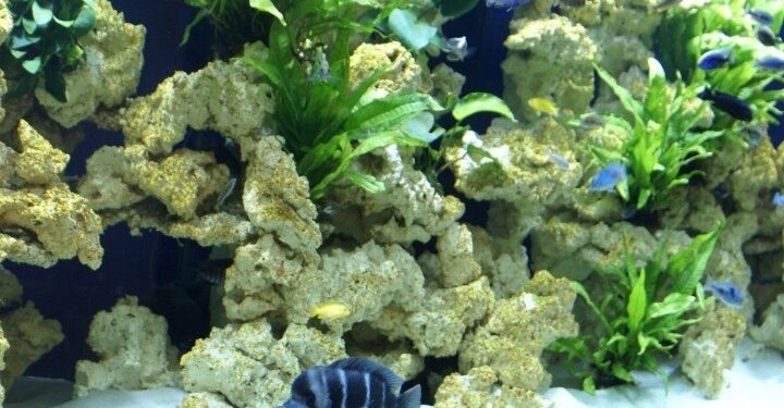 Comment avoir un aquarium sain ?