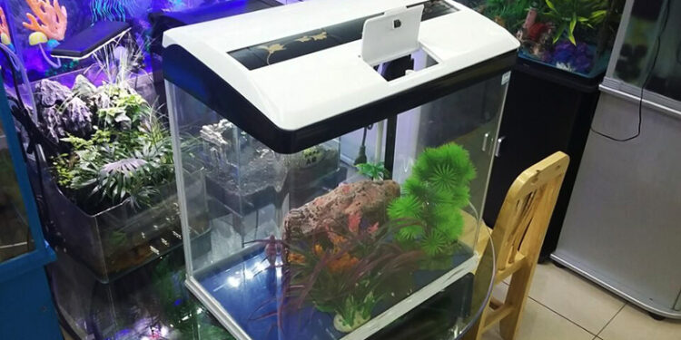 Comment avoir un aquarium sain ?
