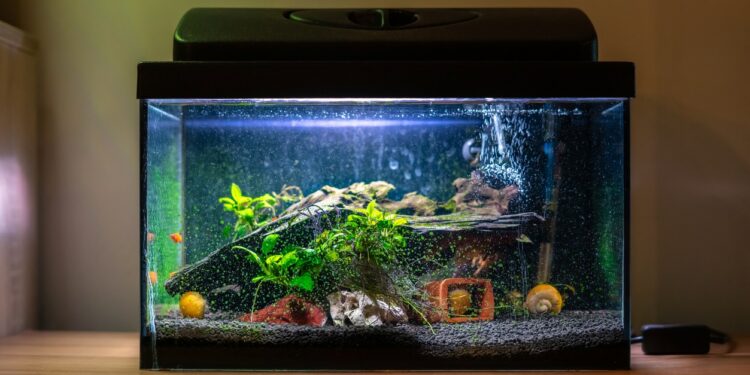 Comment avoir un aquarium sain ?