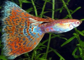 Comment avoir un beau guppy ?