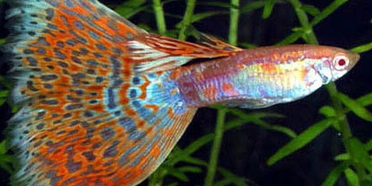 Comment avoir un beau guppy ?