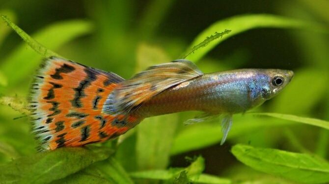 Comment avoir un beau guppy ?
