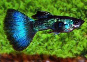 Comment avoir un beau guppy ?