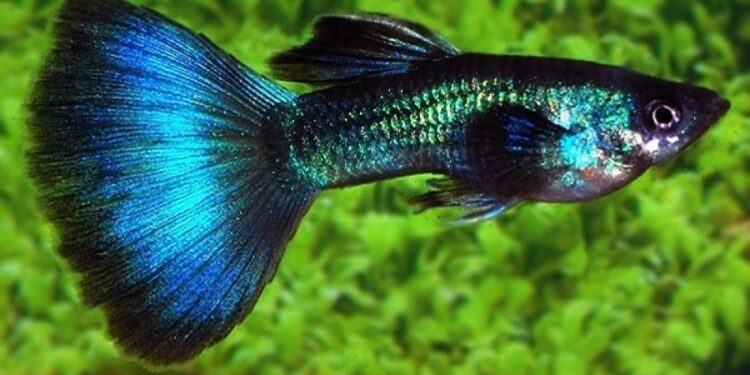 Comment avoir un beau guppy ?