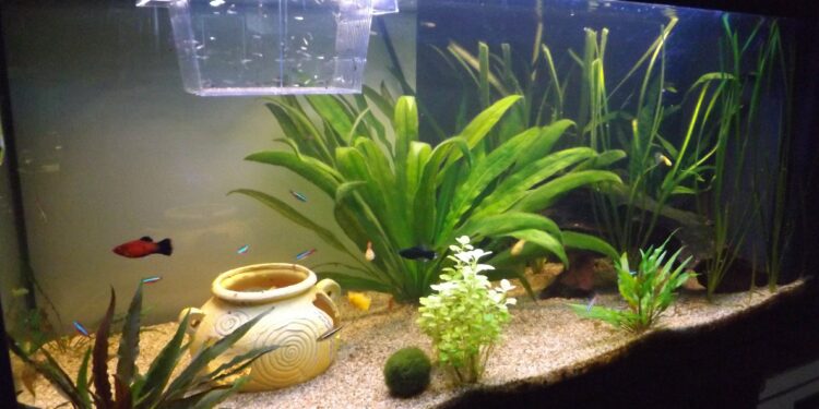 Comment avoir un beau guppy ?