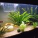 Comment avoir un beau guppy ?