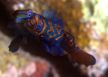 Comment avoir un bon pH dans l'aquarium ?