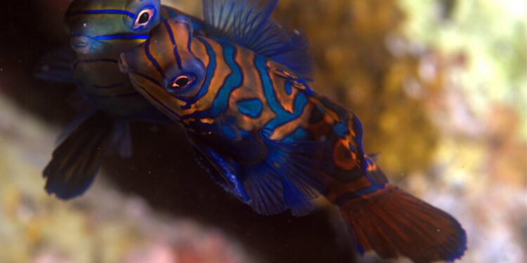 Comment avoir un bon pH dans l'aquarium ?