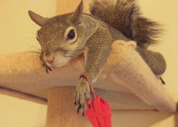 Comment avoir un écureuil de compagnie ?