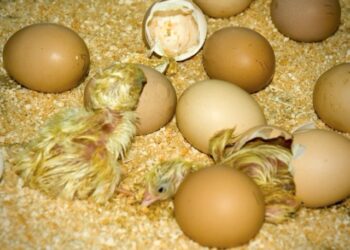 Comment avoir un poussin sans coq ?