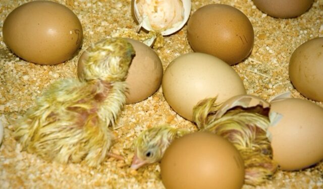 Comment avoir un poussin sans coq ?