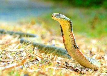 Comment avoir un serpent venimeux ?