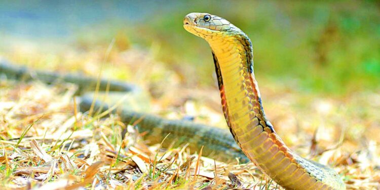 Comment avoir un serpent venimeux ?