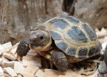 Comment avoir une tortue dans son jardin ?