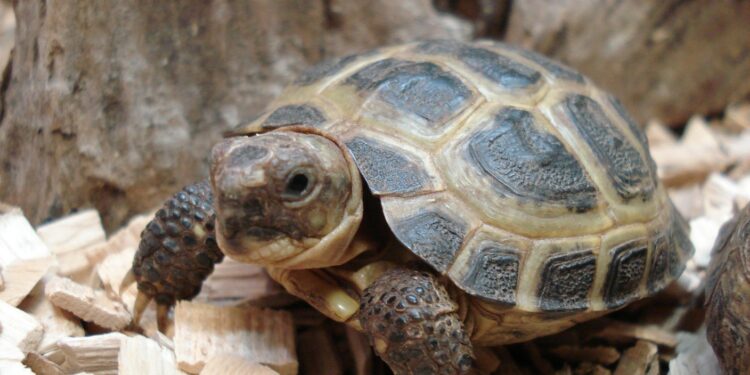 Comment avoir une tortue dans son jardin ?