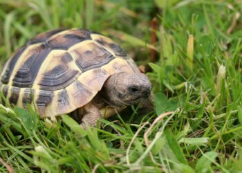 Comment avoir une tortue dans son jardin ?