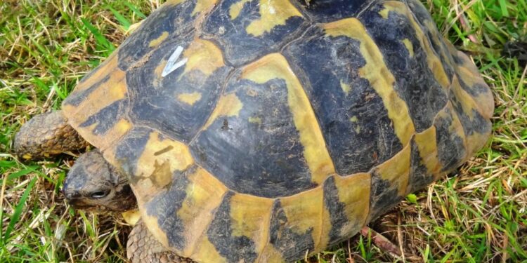 Comment avoir une tortue dans son jardin ?