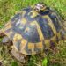 Comment avoir une tortue dans son jardin ?