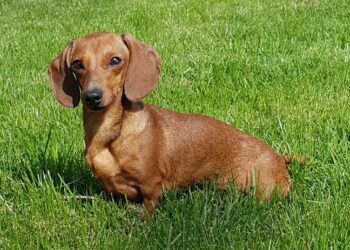 Comment balayer les poils de chien ?