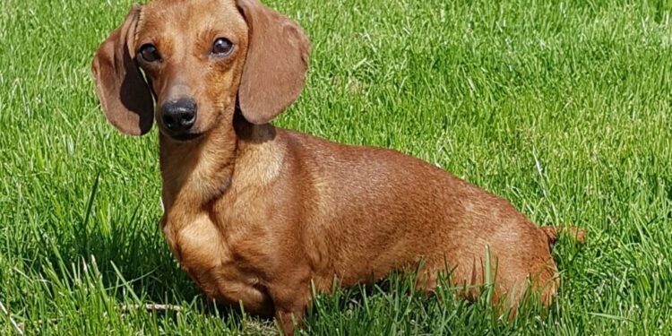 Comment balayer les poils de chien ?