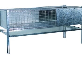 Comment bien accueillir des poussins ?