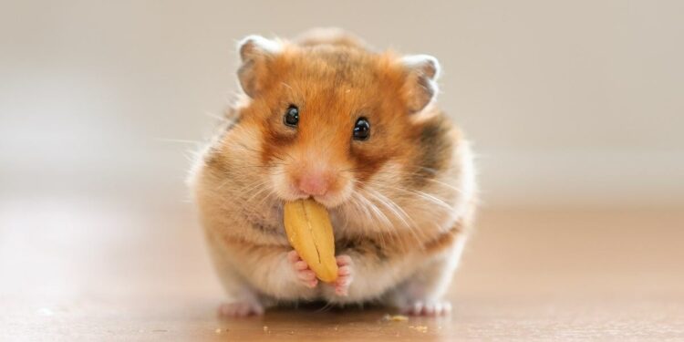 Comment bien accueillir son hamster chez soi ?