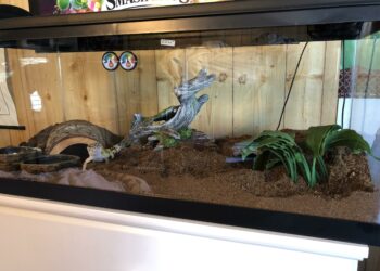 Comment bien accueillir un gecko ?