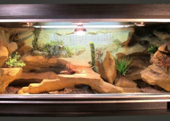 Comment bien amenager son terrarium ?