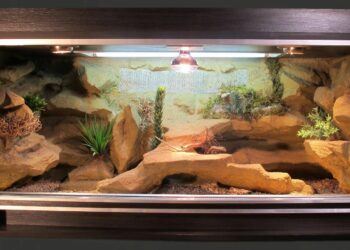 Comment bien amenager son terrarium ?