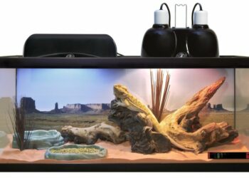 Comment bien amenager son terrarium ?