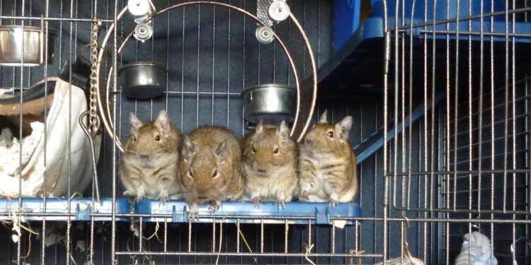 Comment bien dresser un octodon ?