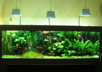 Comment bien éclairer un aquarium ?