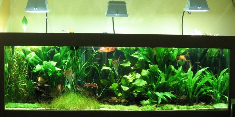 Comment bien éclairer un aquarium ?