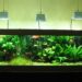 Comment bien éclairer un aquarium ?