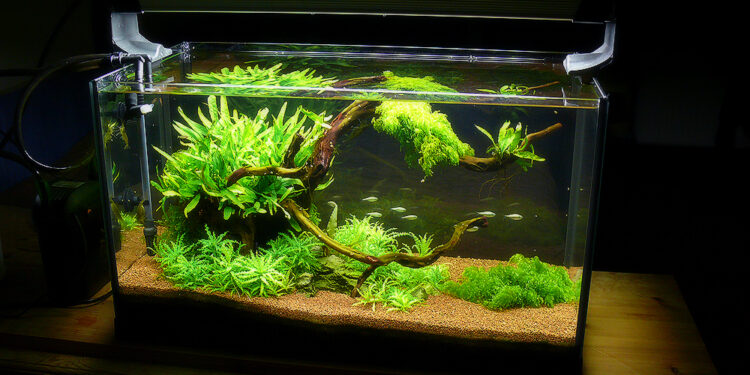 Comment bien faire mon premier aquarium ?