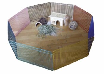 Comment bien jouer avec un hamster ?