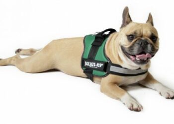 Comment bien mettre un harnais Julius à un chien ?