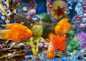 Comment bien nettoyer le fond de l'aquarium ?