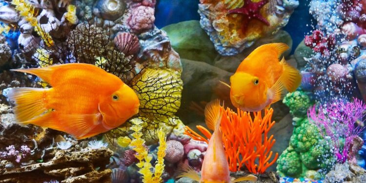 Comment bien nettoyer le fond de l'aquarium ?
