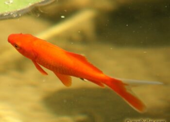 Comment bien nourrir les poissons ?