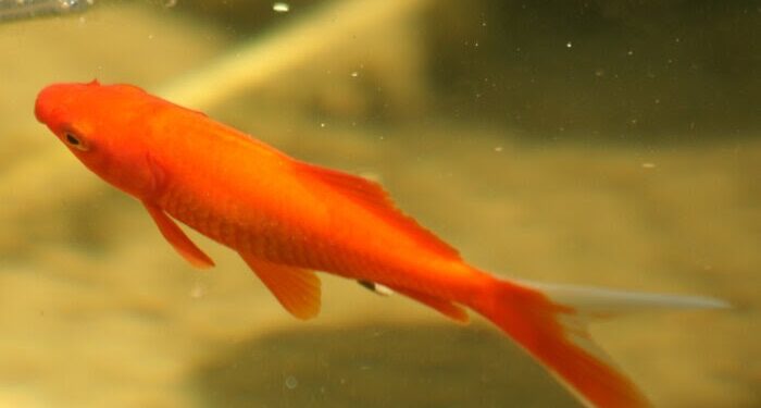 Comment bien nourrir les poissons ?