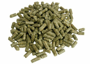 Comment bien nourrir son lapin nain ?